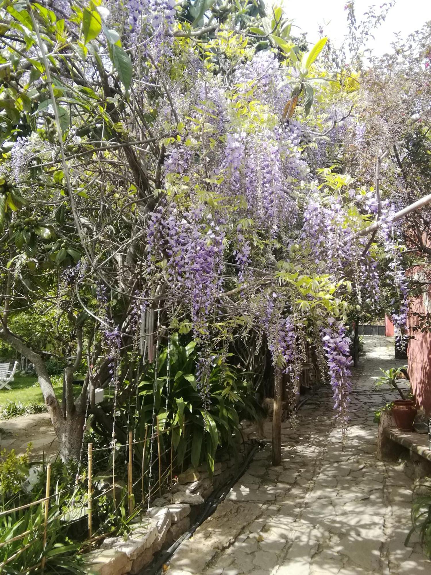 Eco Moyano Posada Gaucín Exteriér fotografie